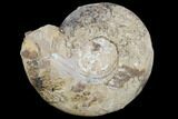 Fossil Ammonite (Uraloceras) - Kazakhstan #117162-1